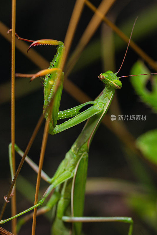 成年绿色雄性螳螂(Mantis religiosa)的特写肖像在干草地在黑暗的背景